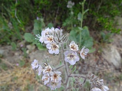 phacelia cicutaria